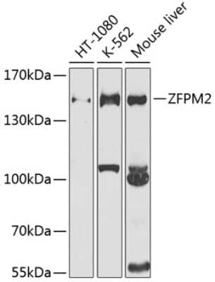 Western Blot: FOG2 AntibodyBSA Free [NBP3-03827]